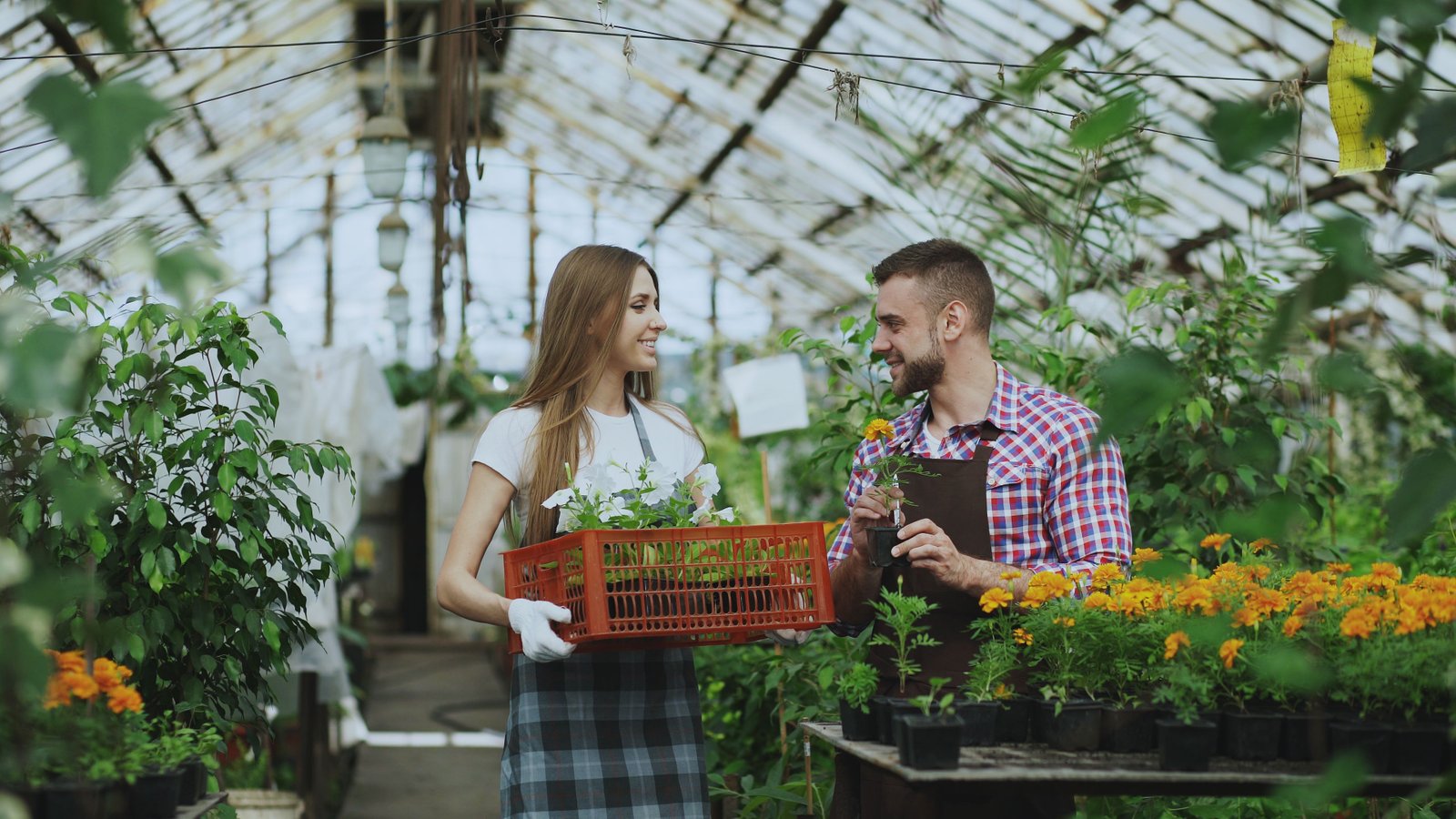 Local Gardening Experts Sydney